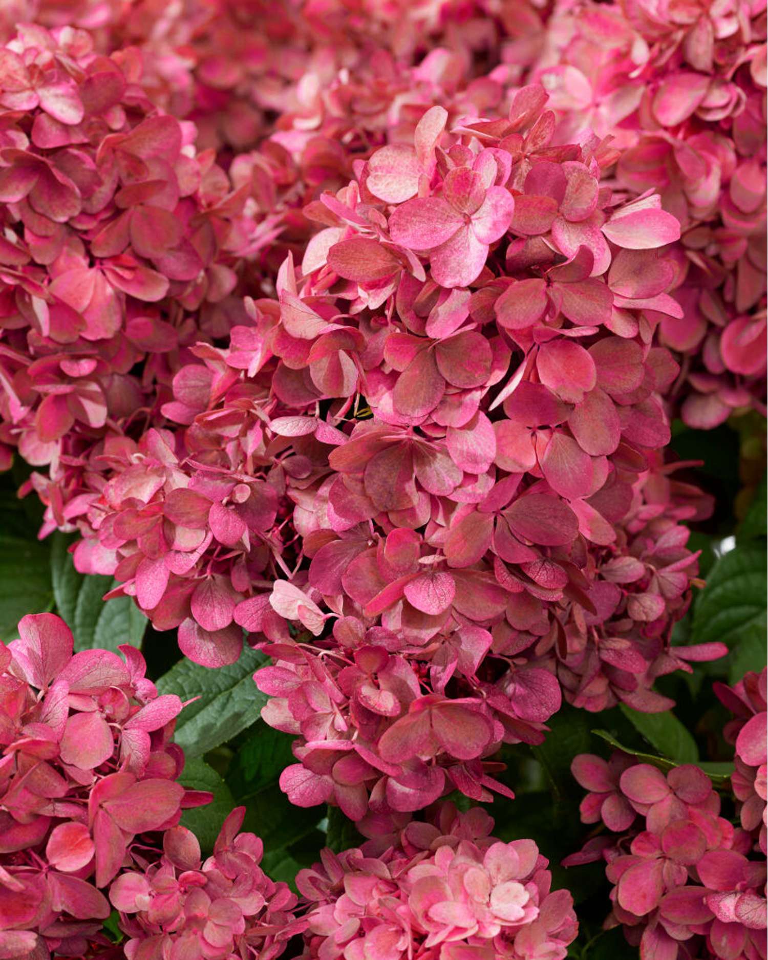 Syyshortensia 'Bonfire'